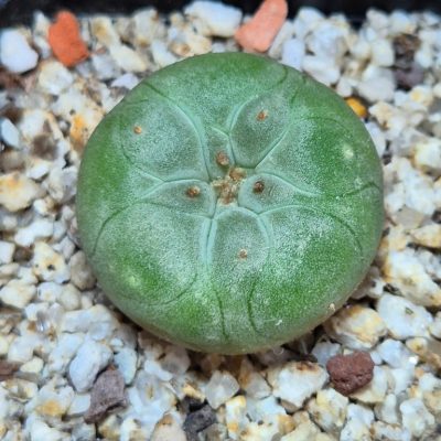 SH39612 Anhalonium frichii v.gigantea RS198