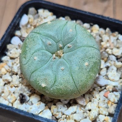 SH39613 Anhalonium frichii v.gigantea RS198