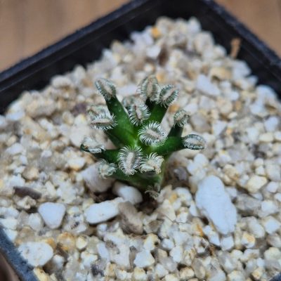 SH39258 Mammillaria bertholdii GCG 12161