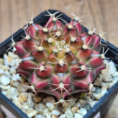 SH39625 Gymnocalycium mihanovichii ‘Neon’ hybrid