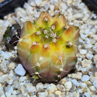 SH39626 Gymnocalycium mihanovichii ‘Neon’ hybrid