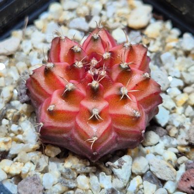 SH39627 Gymnocalycium mihanovichii ‘Neon’ hybrid