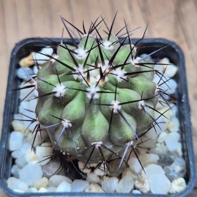 SH39628 Copiapoa cinerea, seedling