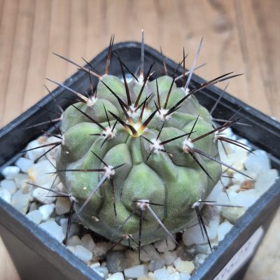 SH39629 Copiapoa cinerea, seedling