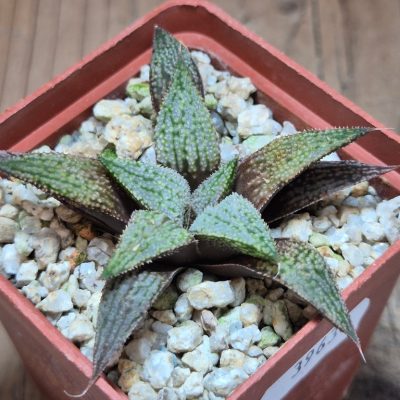 SH39630 Haworthia ‘Metarika’ x 'Anna Cocozza'
