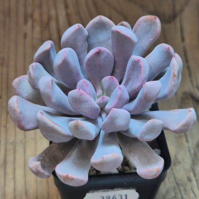 SH39631 Echeveria 'Cupid'