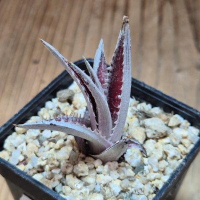 SH39634 Dyckia dawsonii