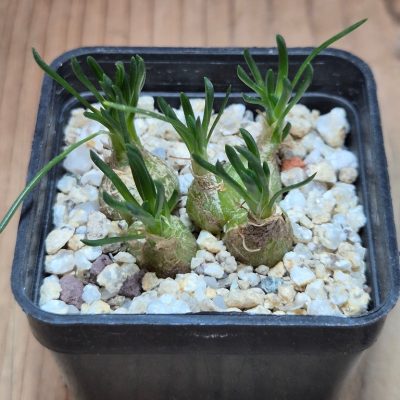 SH39635 Ornithogalum lithopsoides