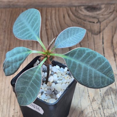 SH39636 Euphorbia neohumbertii