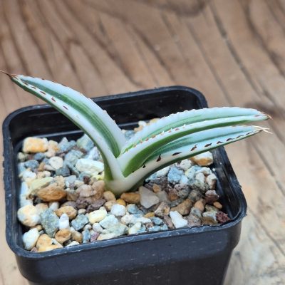 SH39637 Agave victoriae-reginae 'White Rhino'