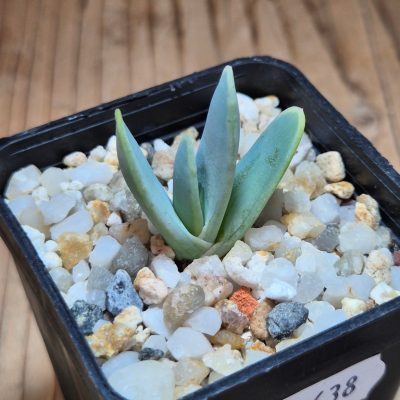 SH39638 Aloe longistyla