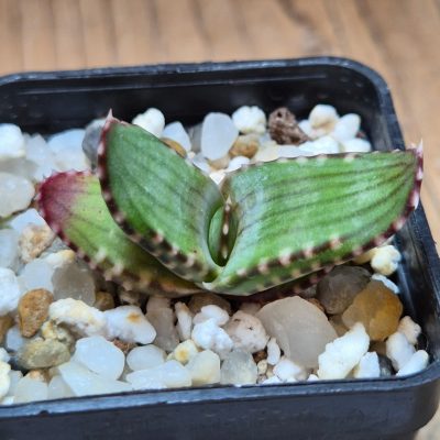 SH39639 Aloe pavelkae PV 1781, seedling