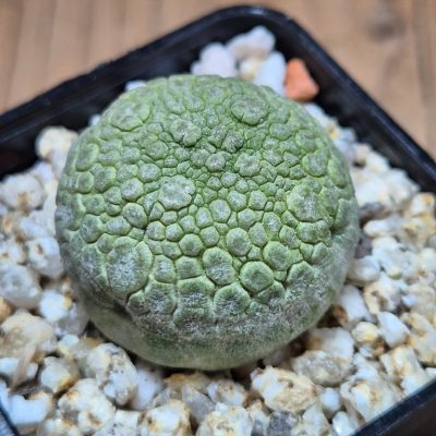 SH39640 Pseudolithos migiurtinus