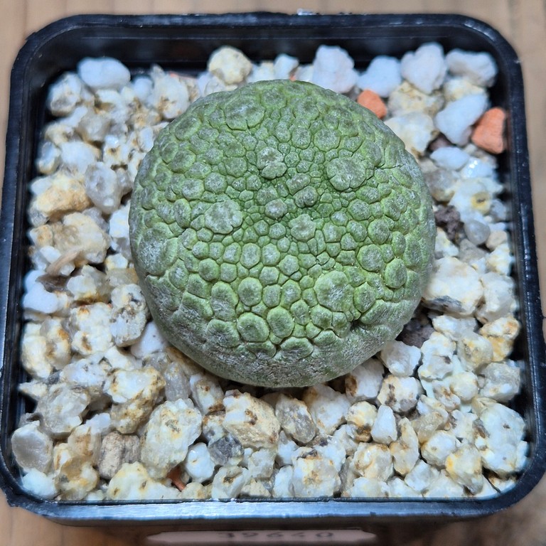 SH39640 Pseudolithos migiurtinus – Bild 2