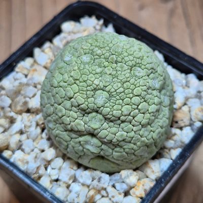 SH39643 Pseudolithos migiurtinus