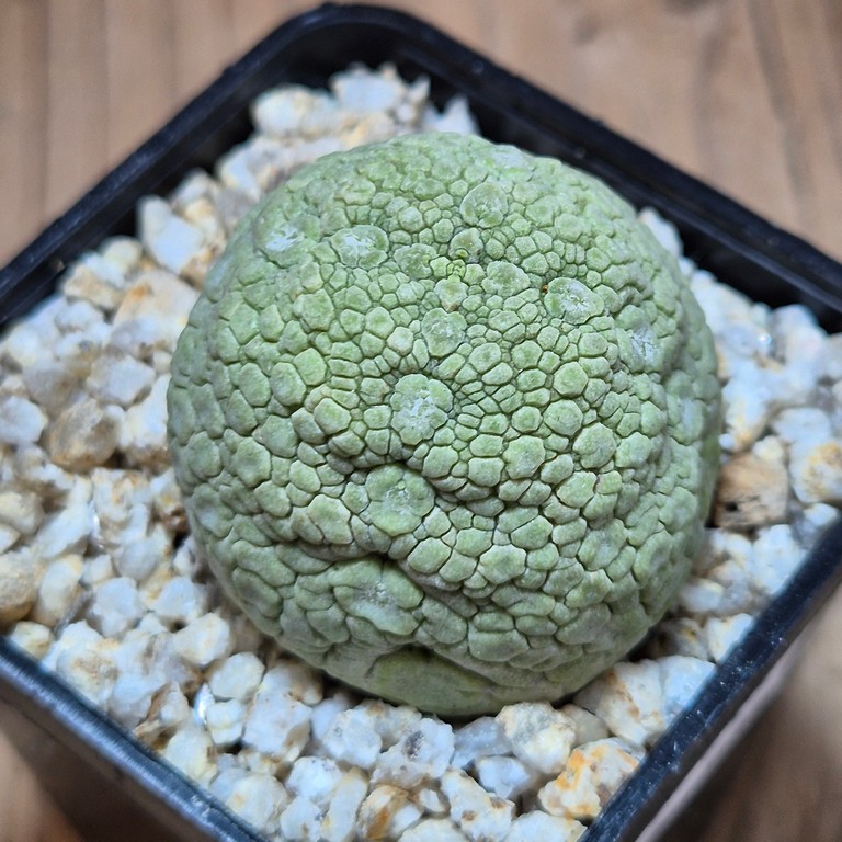 SH39643 Pseudolithos migiurtinus