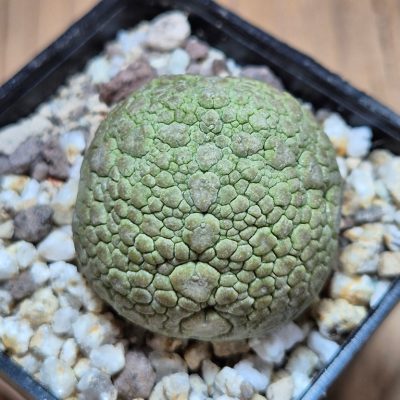 SH39645 Pseudolithos migiurtinus
