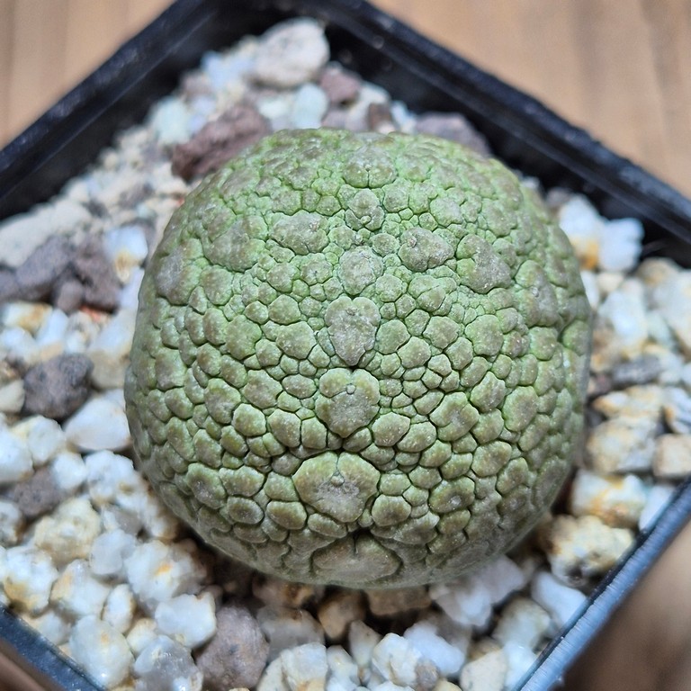 SH39645 Pseudolithos migiurtinus
