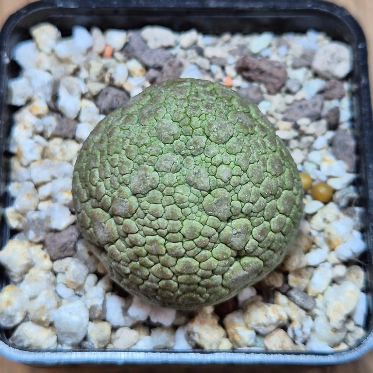 SH39645 Pseudolithos migiurtinus – Bild 2