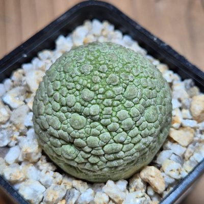SH39646 Pseudolithos migiurtinus