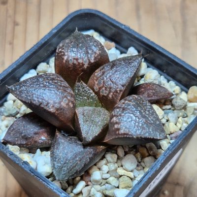 SH39654 Haworthia splendens hybrid