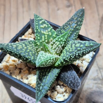SH39655 Haworthia ‘Kintaikyo’ x minima