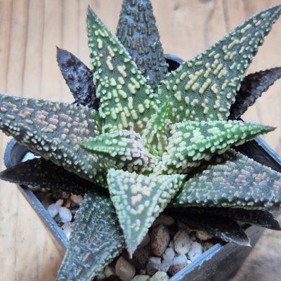 SH39656 Haworthia ‘Kintaikyo’ x minima