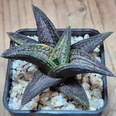 SH39658 Haworthia 'Kintaikyo' f. variegata ?