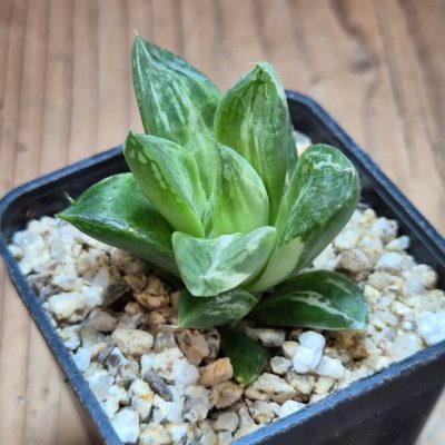SH39659 Haworthia cuspidata f.variegata