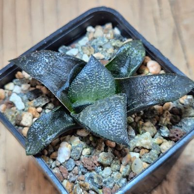 SH39660 Haworthia marxii