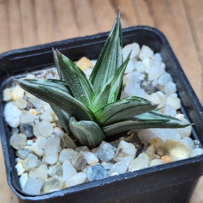 SH39661 Haworthia tortuosa f. variegata