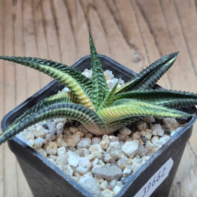SH39662 Haworthia limifolia f.variegata