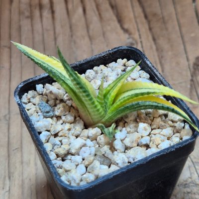 SH39663 Haworthia limifolia f. variegata hybrid