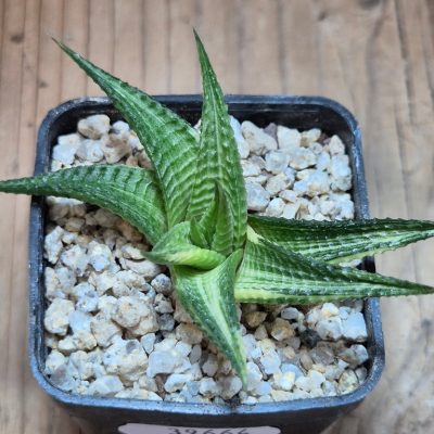 SH39664 Haworthia limifolia f. variegata hybrid