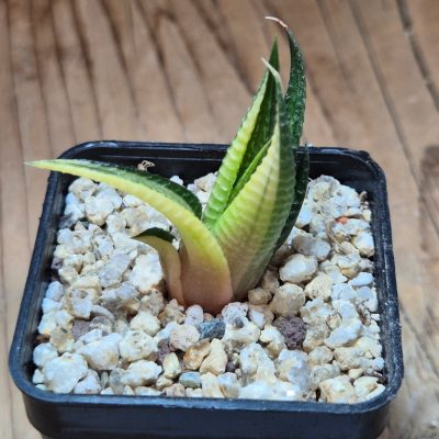 SH39665 Haworthia limifolia f. variegata hybrid