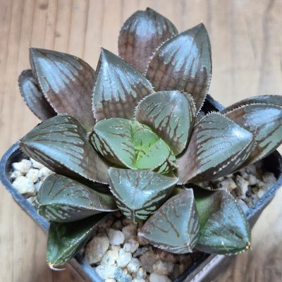 SH39666 Haworthia obtusa 'Red Volcano' hybrid
