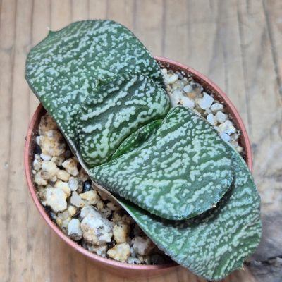 SH39667 Gasteria armstrongii hybrid -Japan-