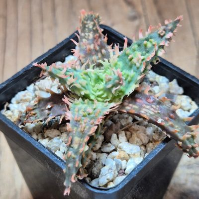 SH39668 Aloe TCT hybrid