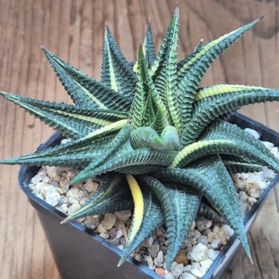 SH39669 Haworthia limifolia f. variegata