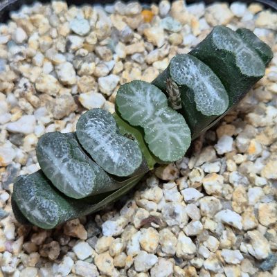 SH39670 Haworthia truncata -Japan-