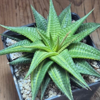 SH39671 Haworthia limifolia f. variegata hybrid