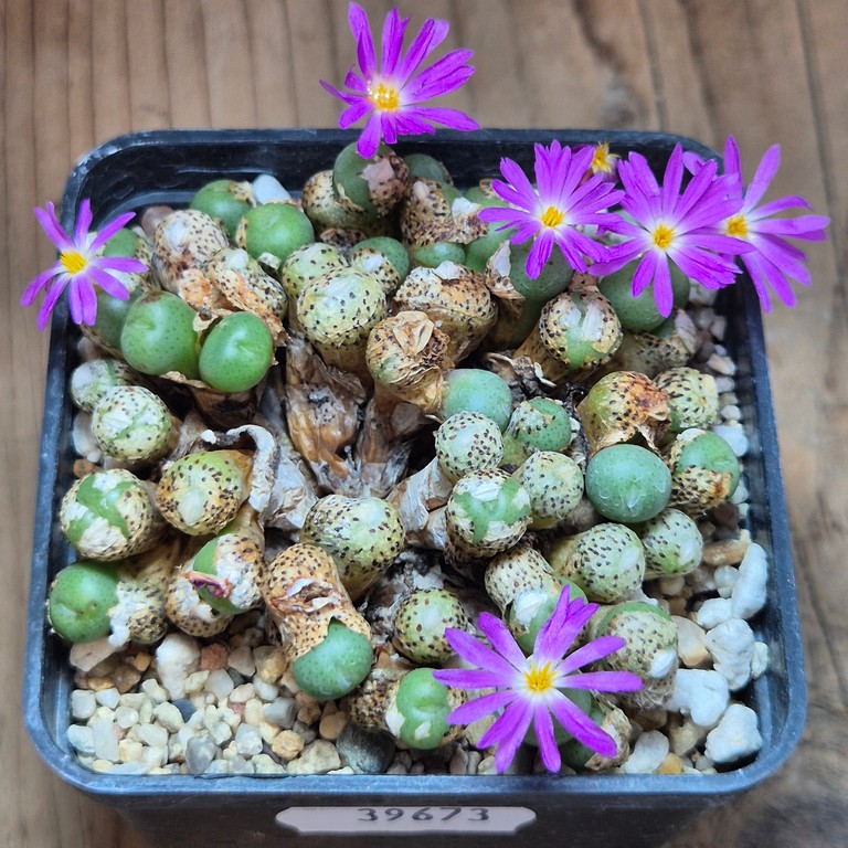 SH39673 Conophytum minutum ex. MG1430.823 - Image 2