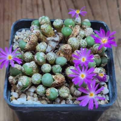SH39673 Conophytum minutum ex. MG1430.823