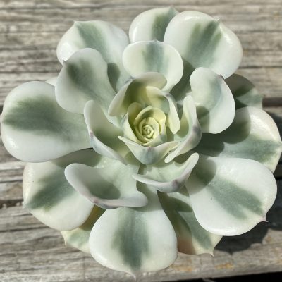 SH39484 Echeveria ‘Compton Carousel’