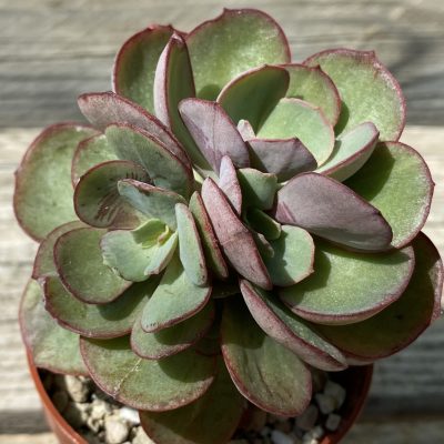 SH39485 Echeveria 'Suyon'