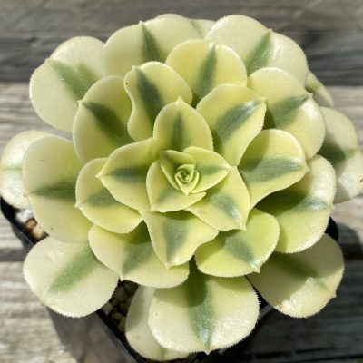 SH39486 Aeonium ‘Maybach’