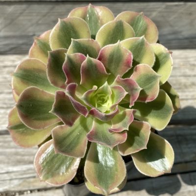 SH39487 Aeonium 'Pink Witch'