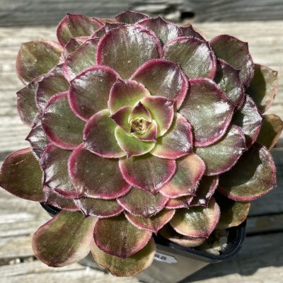 SH39488 Aeonium 'Black Poseidon'