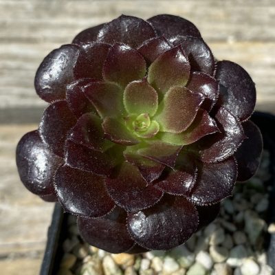 SH39489  Aeonium 'Schwarzkopf'