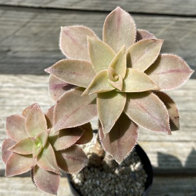 SH39490 Aeonium 'Leucoblepharum'